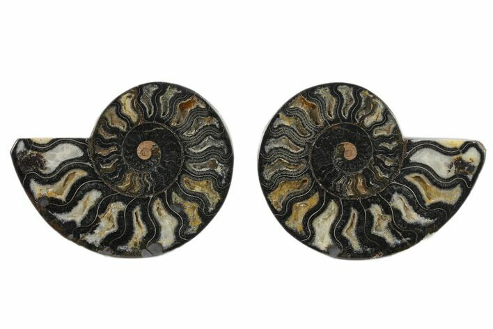 Cut/Polished Ammonite Fossil - Unusual Black Color #132539